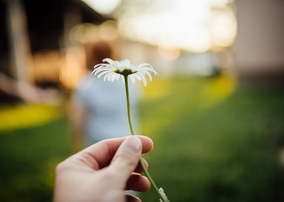 A gentle hand holding a single flower, symbolizing compassion